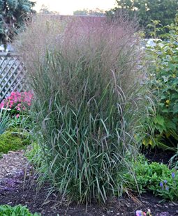 Apache Rose Switchgrass, Panicum Virgatum
Ornamental Grasses in Pots
Proven Winners
Sycamore, IL