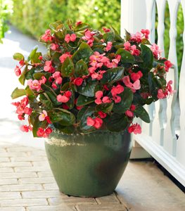 Surefire® Rose begonia