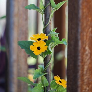 Black-Eyed Susan Vine On Fence
Shutterstock.com
New York, NY