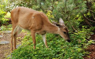 Deer, Garden, Groundcover
Pixabay