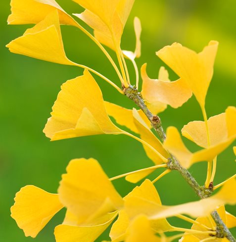 Groupie, Ginkgo
Garden Design
Calimesa, CA
