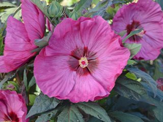 Hibiscus Berry Awesome, Rose Mallow
"Dream Team's" Portland Garden
Proven Winners
Sycamore, IL