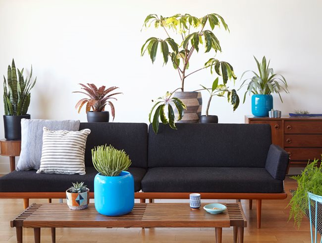 Houseplants, Apartment
Zenaida Sengo