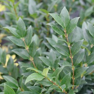 Kindly Privet Foliage
Proven Winners
Sycamore, IL