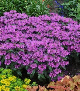 'Leading Lady Plum' bee balm