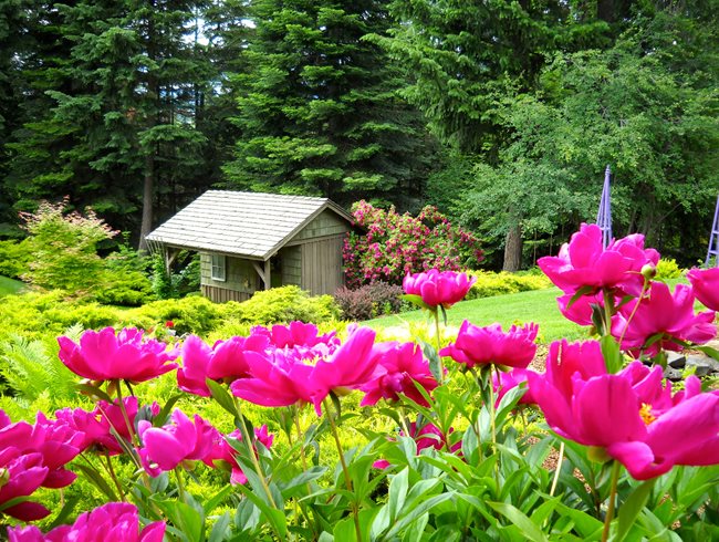Peonies, Garden Shed
Garden Design
Calimesa, CA