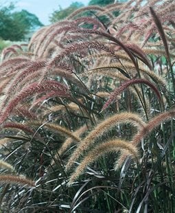 Purple Fountain Grass, Pennisetum Setaceum 'rubrum', Ornamental Grass
Ornamental Grasses in Pots
Proven Winners
Sycamore, IL