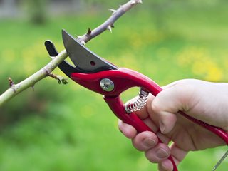 Rose, Pruning, Shears, Secateurs
"Dream Team's" Portland Garden
Dreamstime