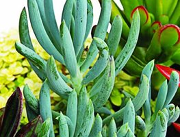 Senecio
Great Garden Plants