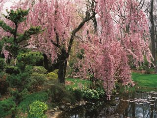 Weeping Cherry, Prunussubhirtella
Garden Design
Calimesa, CA