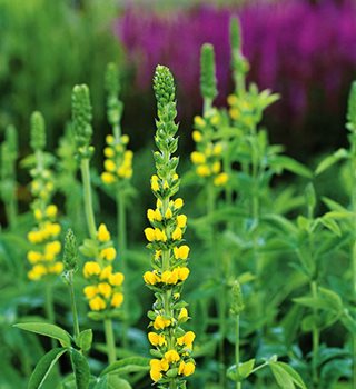 Yellow Flowers, Pea Flowers
Garden Design
Calimesa, CA